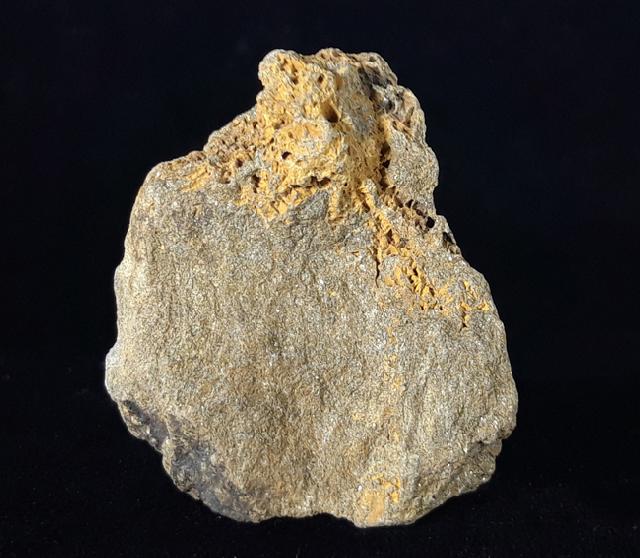 Crinoide non det. - Bild © FossNet FossilienStore